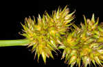 Oklahoma sedge